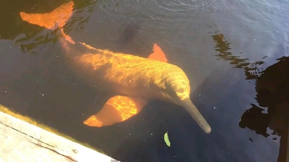 Pink Dolphin Expedition